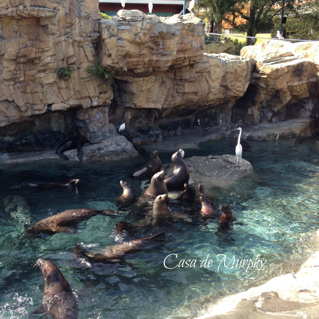 2015-02-21_edited sea-world-001