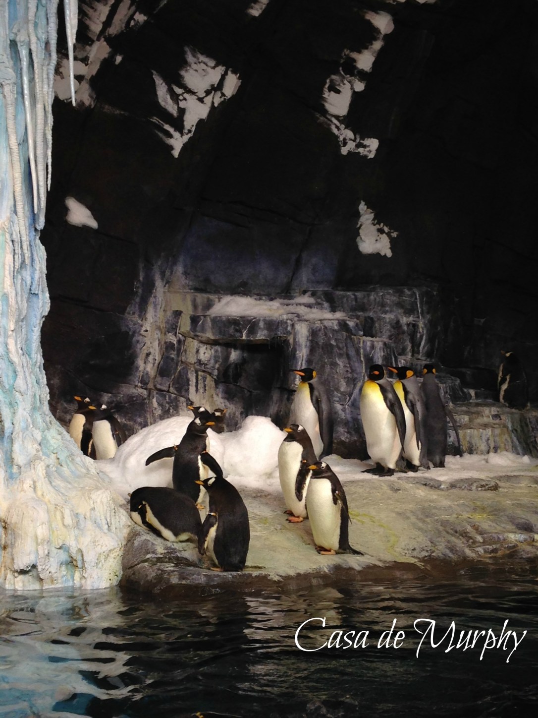 2015-02-21_edited sea-world-012