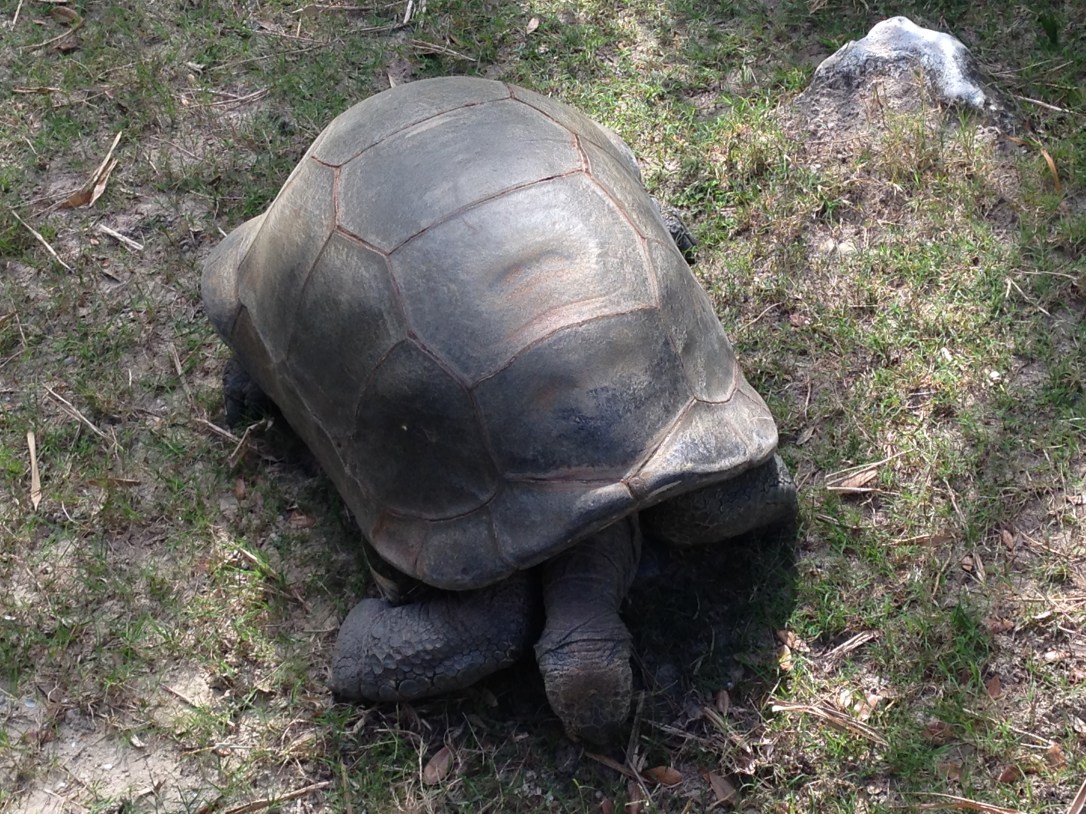 2016-04-10_Central FL Zoo 008