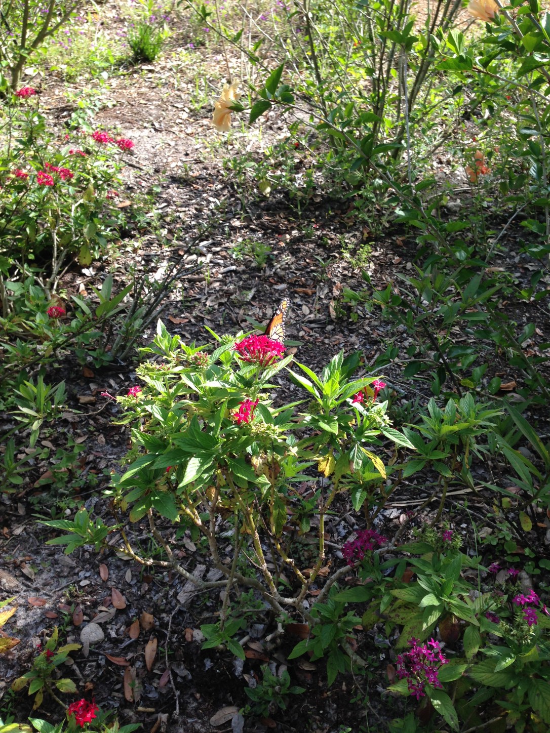 2016-04-10_Central FL Zoo 011