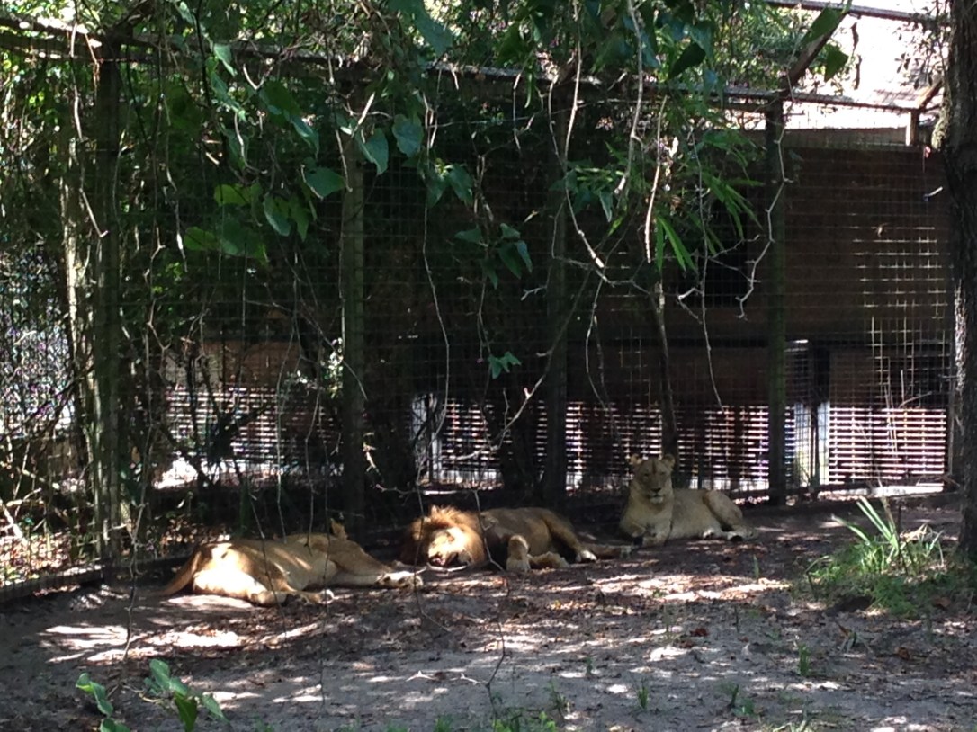 2016-07-31_Jacksonville Zoo_Liam 5th Bday 015
