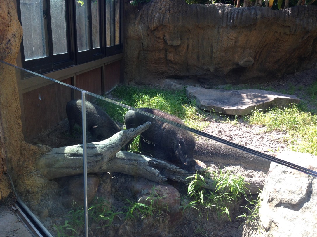 2016-07-31_Jacksonville Zoo_Liam 5th Bday 052